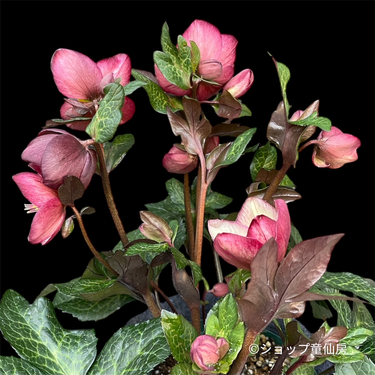 楽天市場】クリスマスローズ 氷の薔薇 レッド 大苗【開花終了