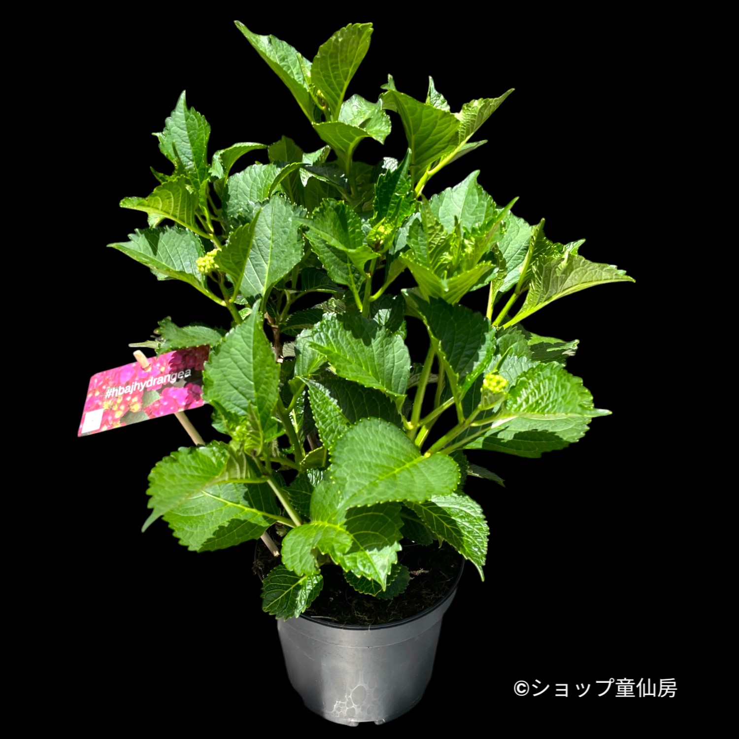 童仙房ナーセリー＆ガーデンのハイドランジア,庭のあじさい,庭の