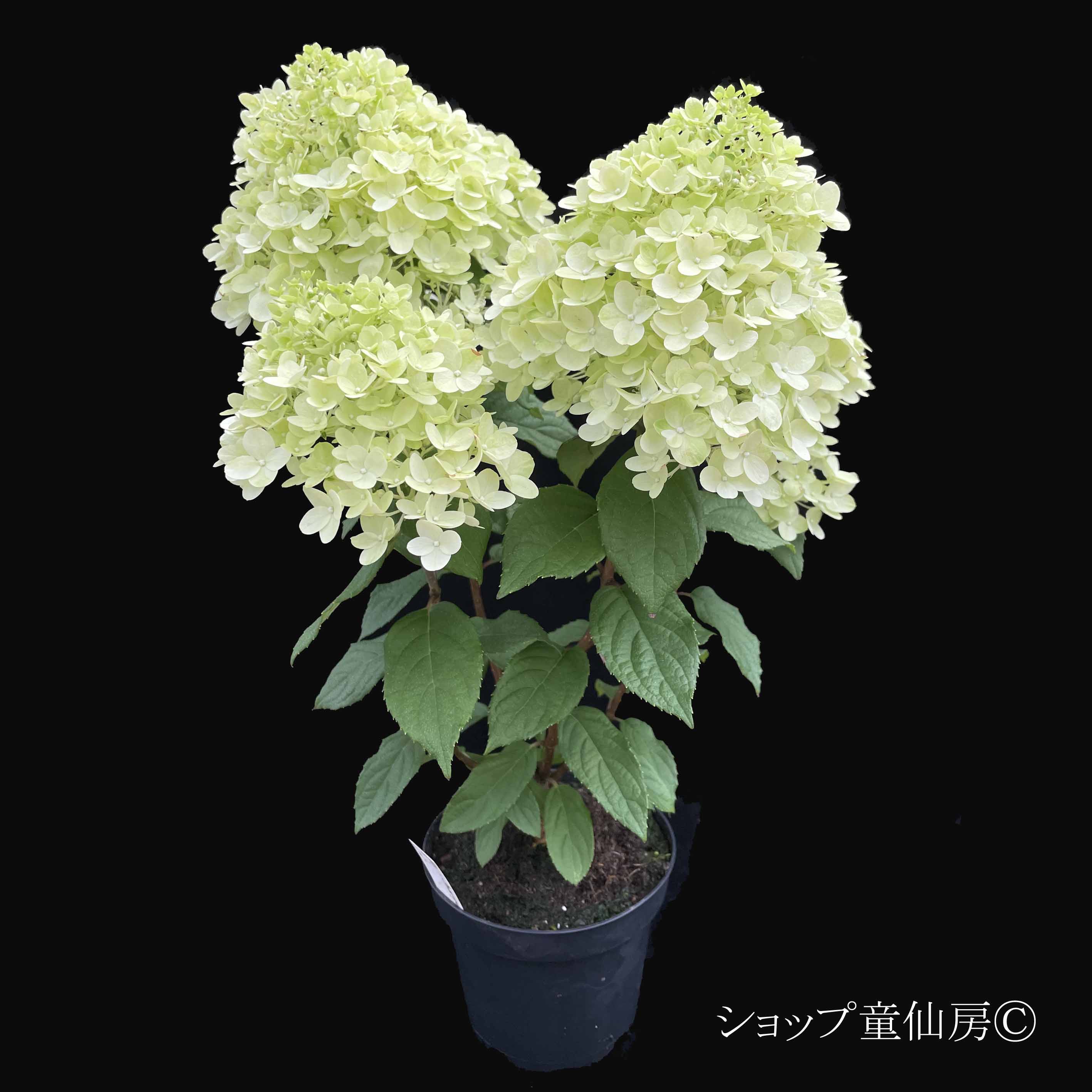 輸入アジサイジュリエット大苗 アジサイ アンティークジュエル 色ミックス見計らい【花苗 4号鉢