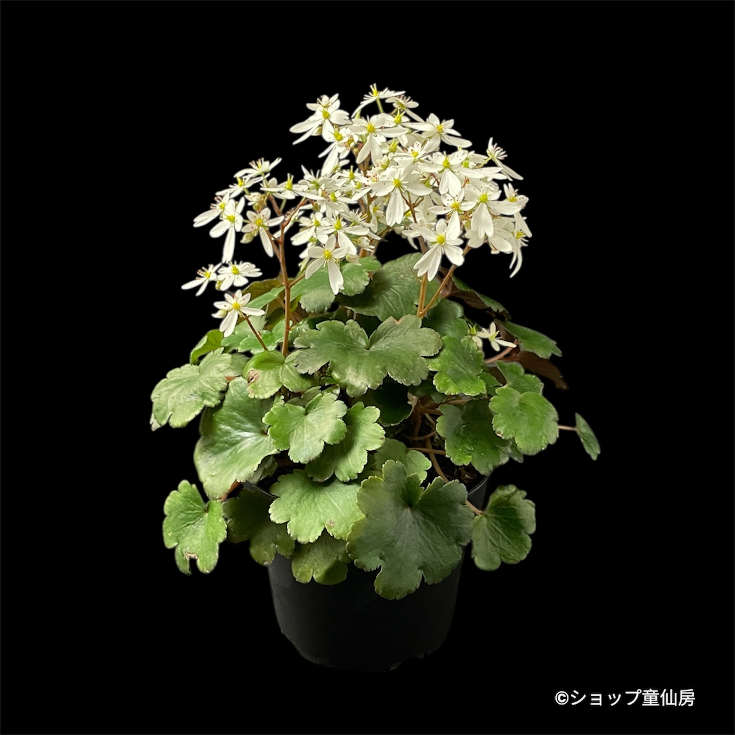 大正アンティーク　花活け クリスマスローズ専門店ショップ童仙房 サキシフラガ